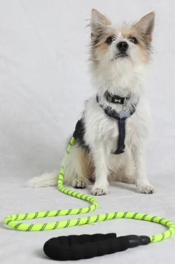 Weird Fish Caps & Scarves|Scarves & Caps|Wilf Reflective Rope Dog Lead Acid Lime