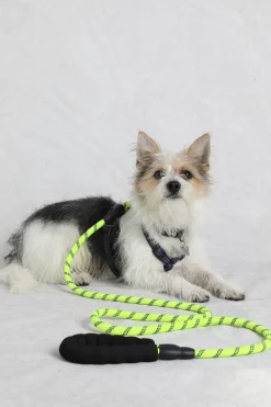 Weird Fish Caps & Scarves|Scarves & Caps|Wilf Reflective Rope Dog Lead Acid Lime